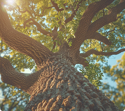 healthy tree