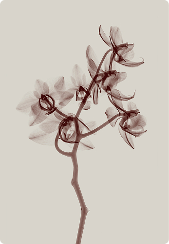 Brown Xray flowers