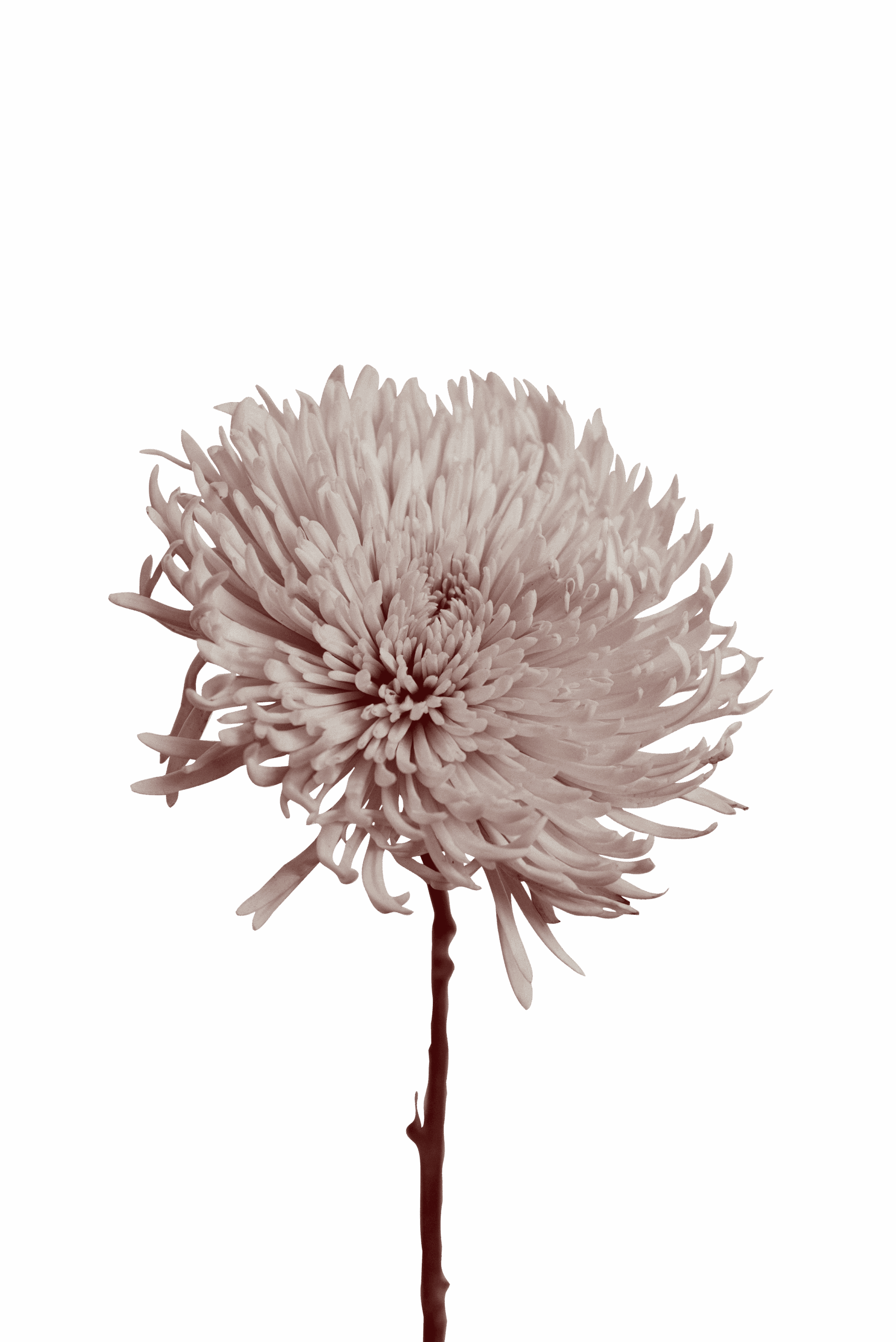 Bright pink chrysanthemum flower with detailed petals, symbolizing health and wellness.